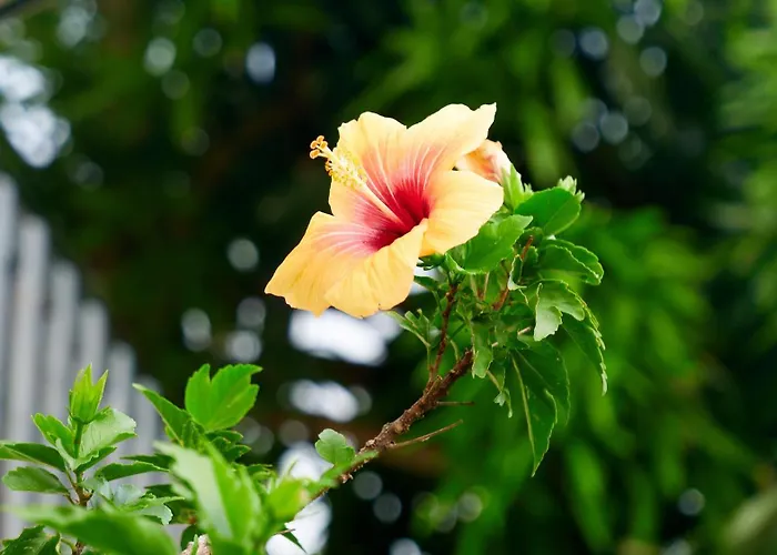 דירה Tropical Secrets